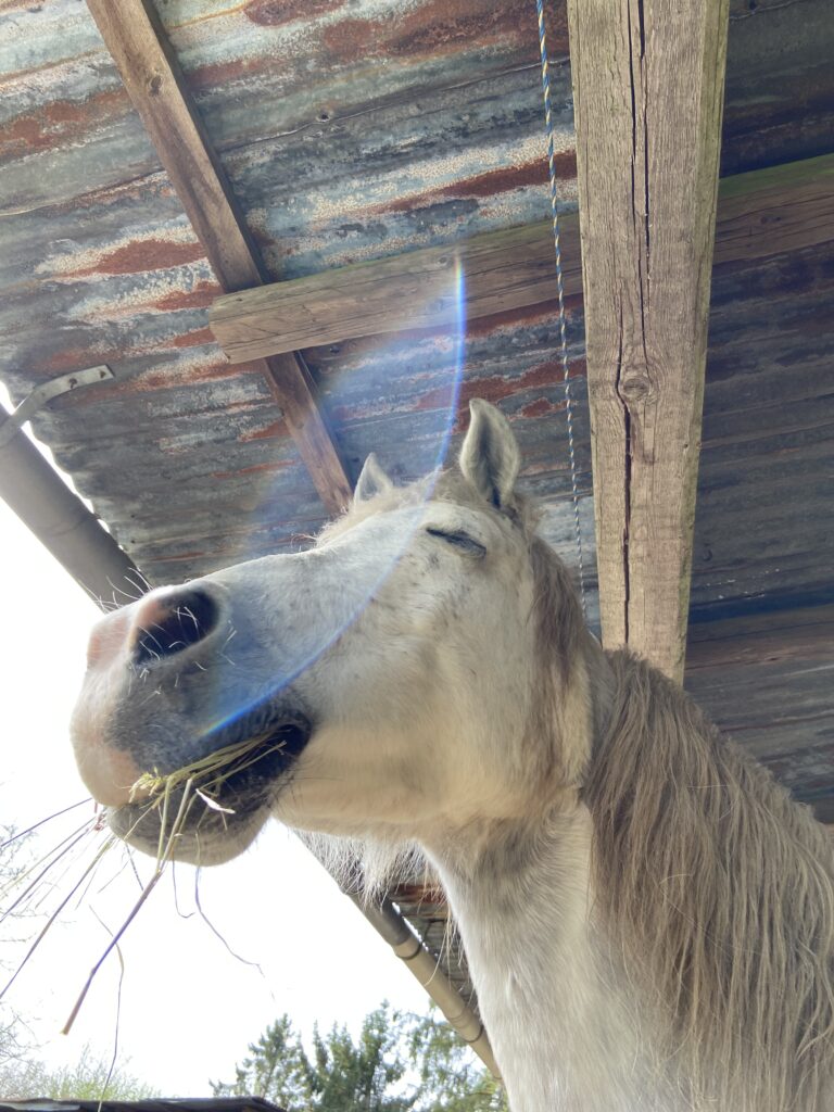 Workshop Tierkommunikation & energetische Begleitung