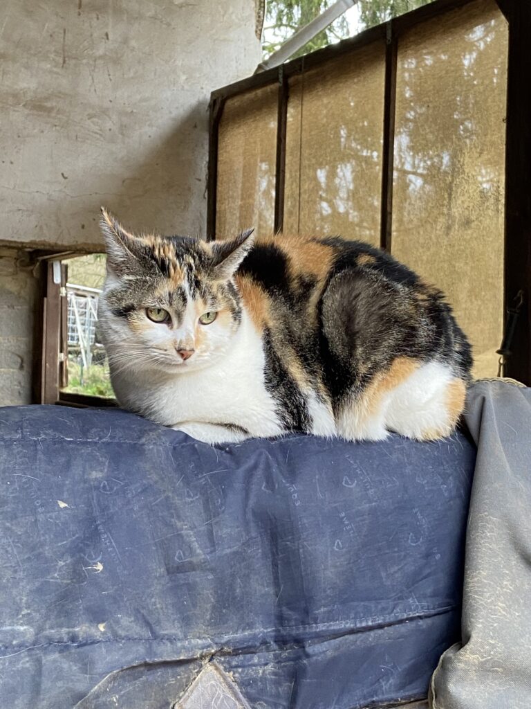 Dreifarbige Katze ruht entspannt auf einem Heuballen – Tierkommunikation mit feinfühliger Begleitung