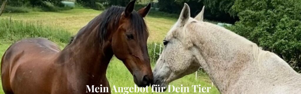 Tierkommunikation in der Natur – ganzheitliche Begleitung für dein Tier